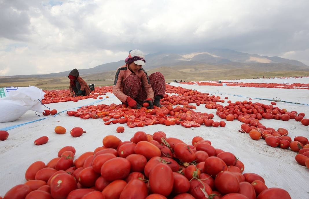 Süphan Dağı’nda yetişiyor 12 kilodan 1 kilo çıkıyor. Türkler 1 kilo bile alamıyor - Resim: 30